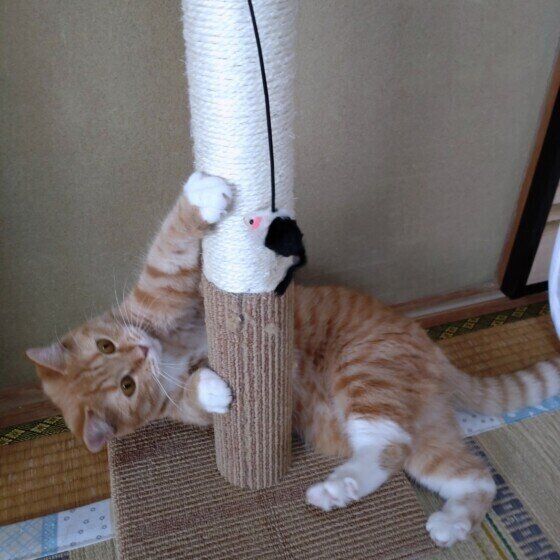 マンチカンのたまもちゃん