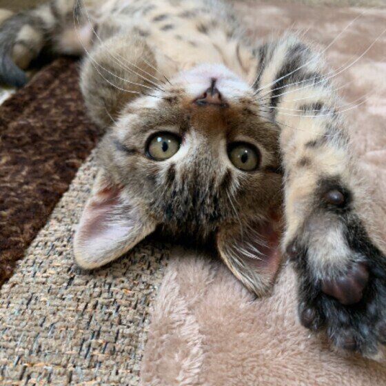 寝転がるキジトラ