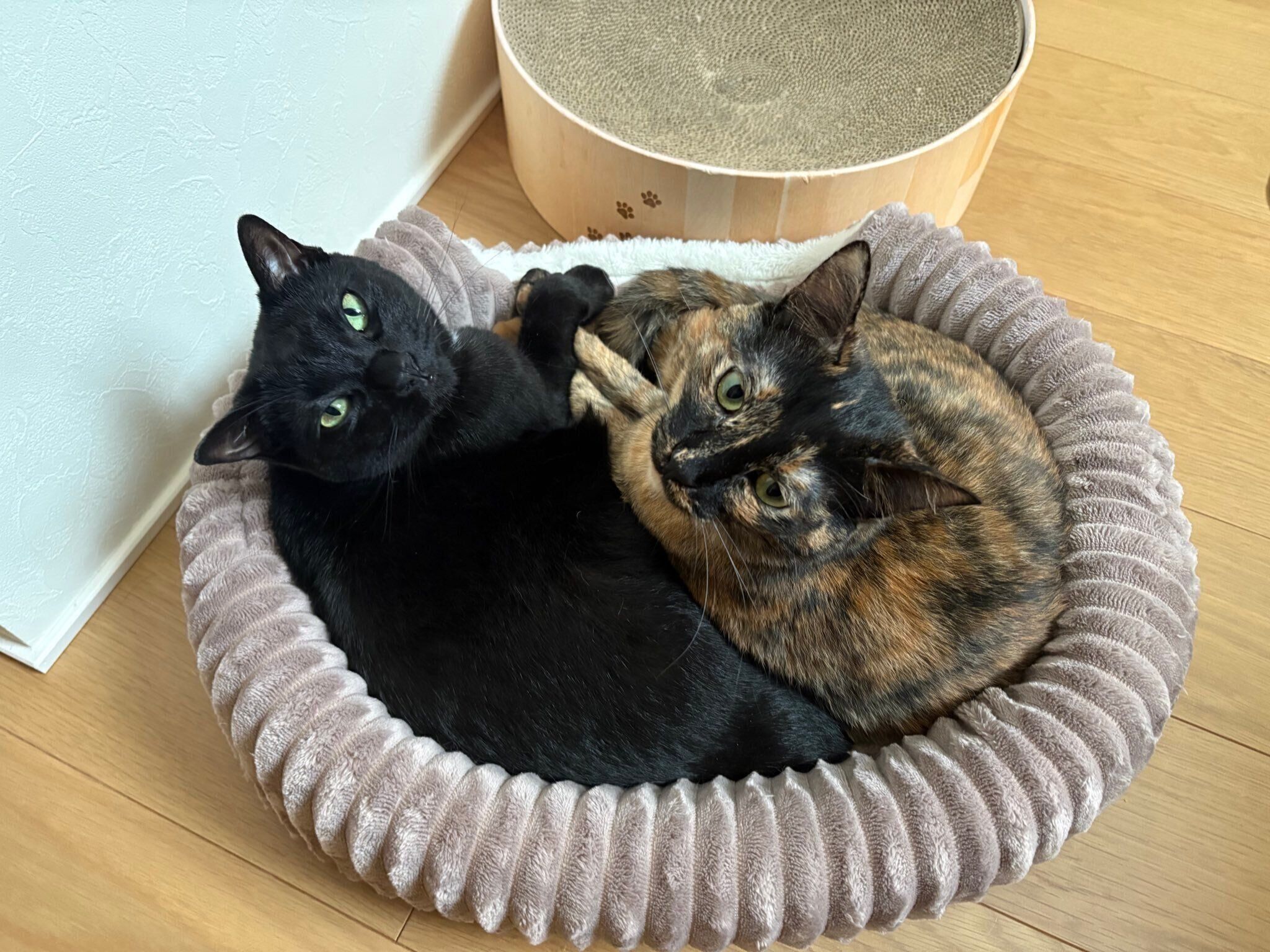 まったりするネモちゃん、ぼたんちゃん