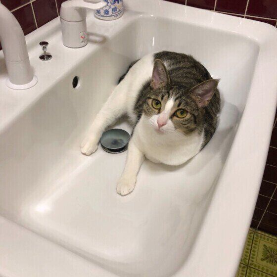 洗面台から見上げるキジトラのうめちゃん