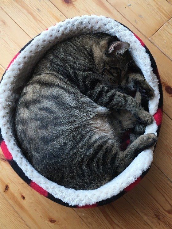 猫ベッドで丸くなって寝る猫