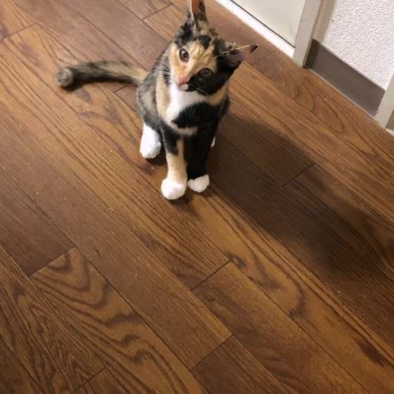 首をかしげる猫