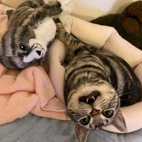 アメリカンショートヘアのリリーちゃん