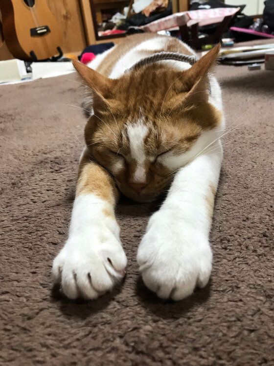 伸びながら眠るMIX茶×白