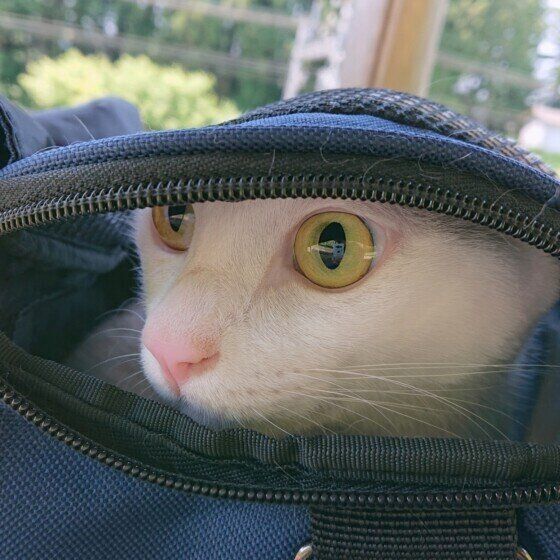 猫のゆきみくん