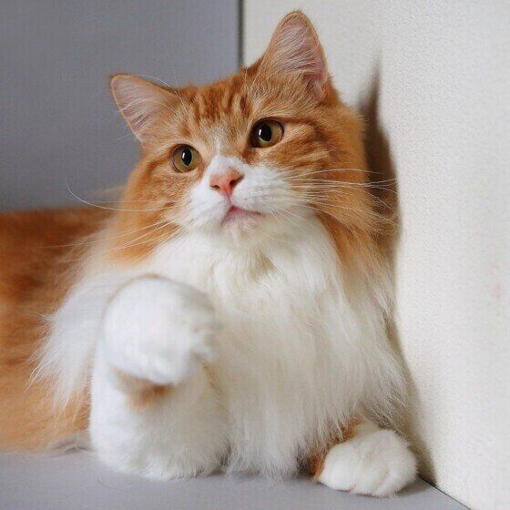 マンチカンのカノンちゃん