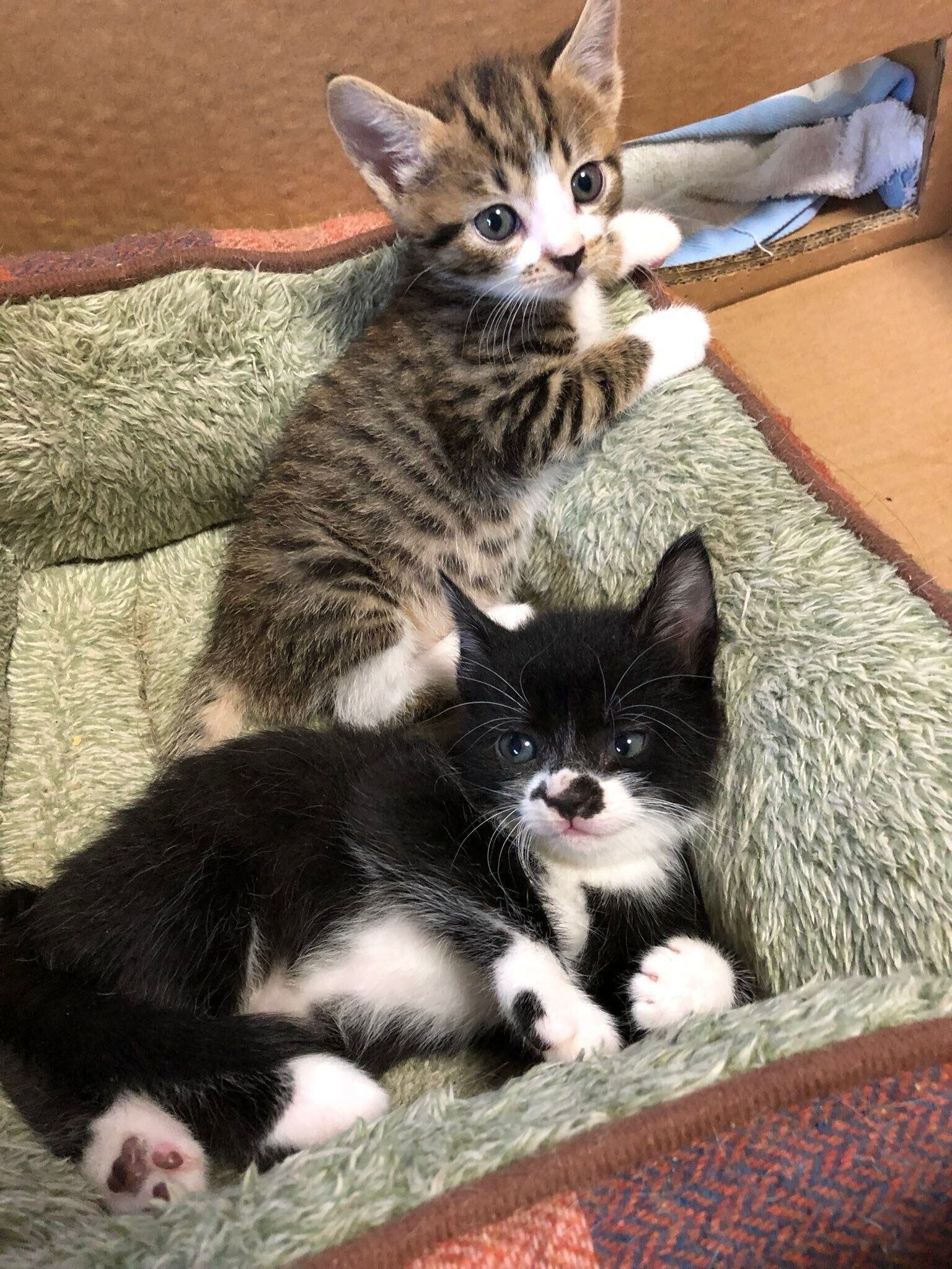 生後1カ月頃の2匹の姉妹猫