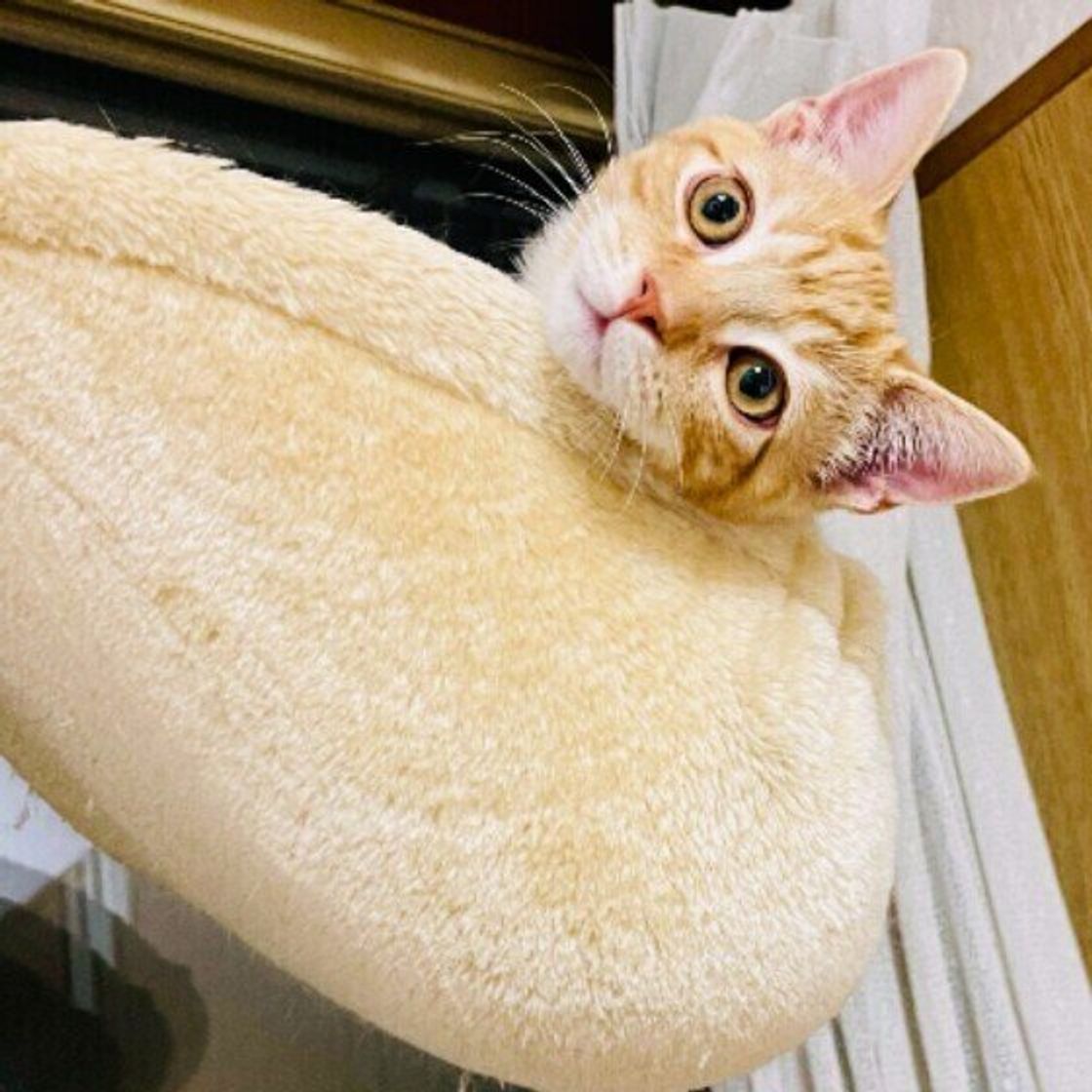 猫の毛が 薄い 抜けている ときに考えられる原因は 獣医師が解説 ねこのきもちweb Magazine 猫の毛が 薄い 抜けている ときに考えられる原因は 獣医師が解説 ねこのきもちweb Magazine