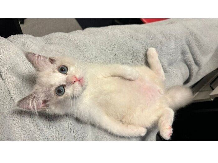 ヘソ天ポーズでくつろぐ宙くん