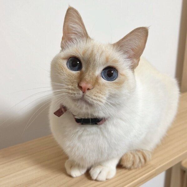 まんまるな瞳が印象的なひなたちゃん