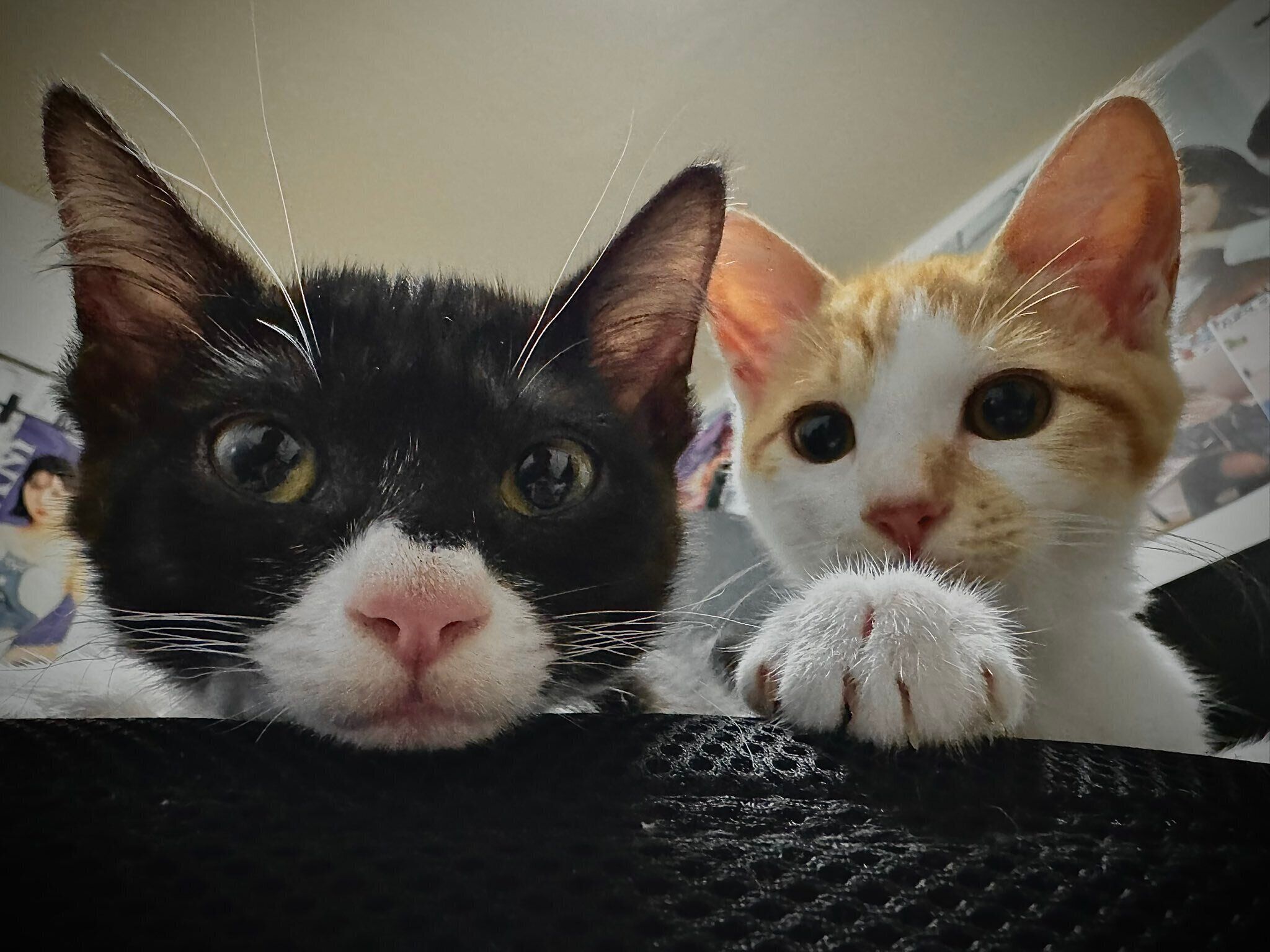 生後半年ごろのジジちゃん、びびくん