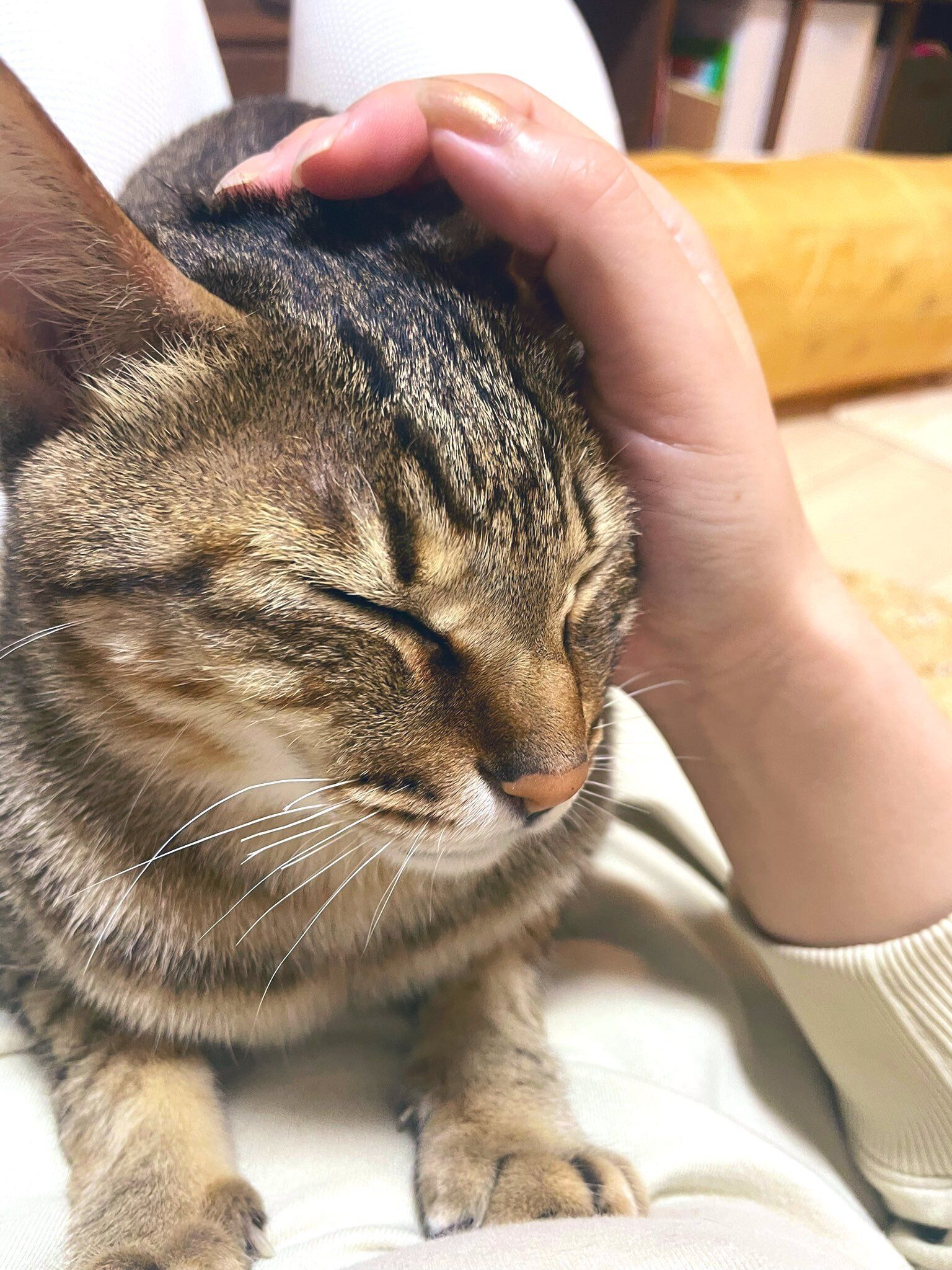 飼い主に甘える猫