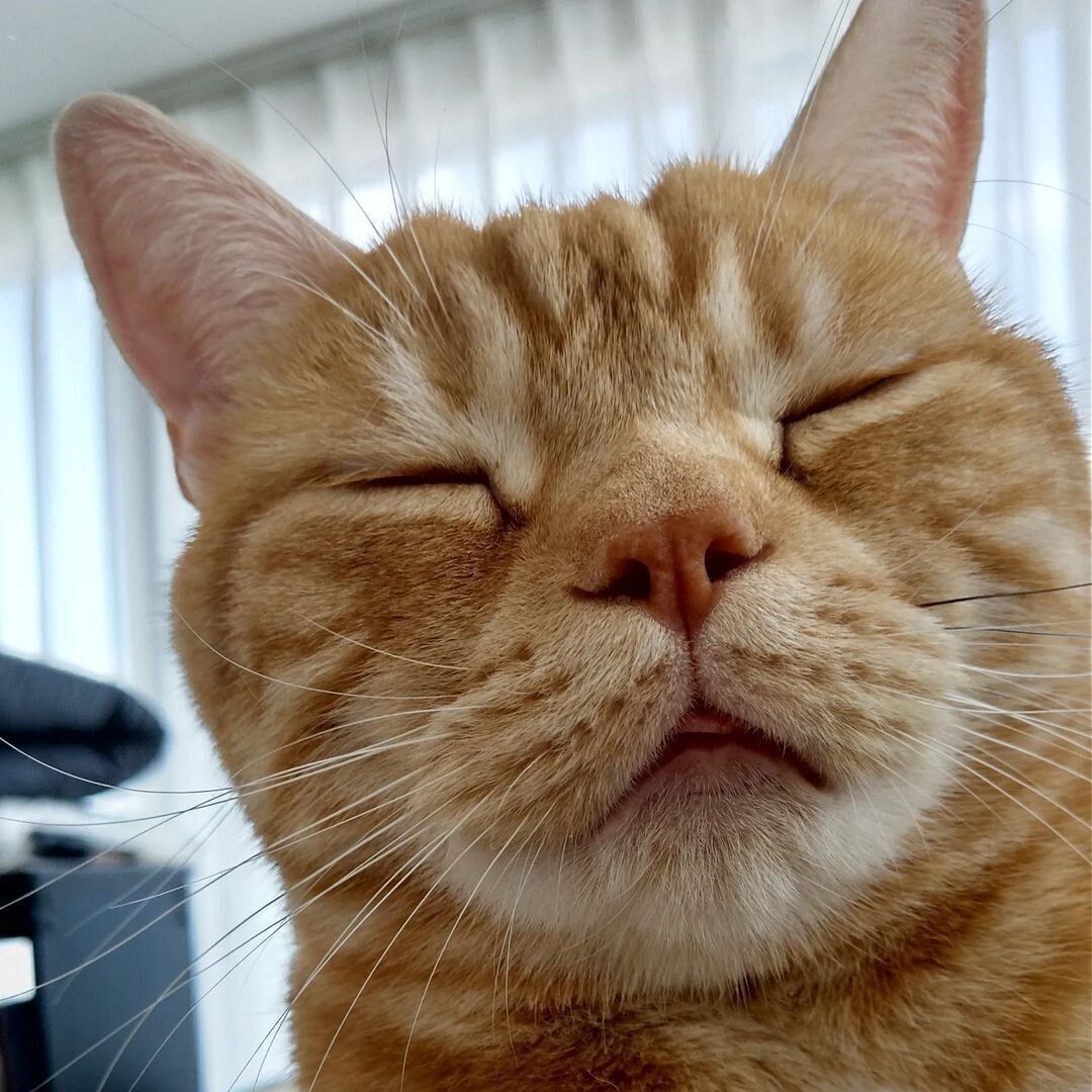 どアップのコタローくん