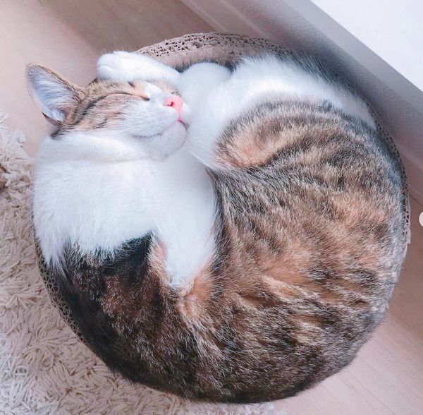 アンモニャイトする猫