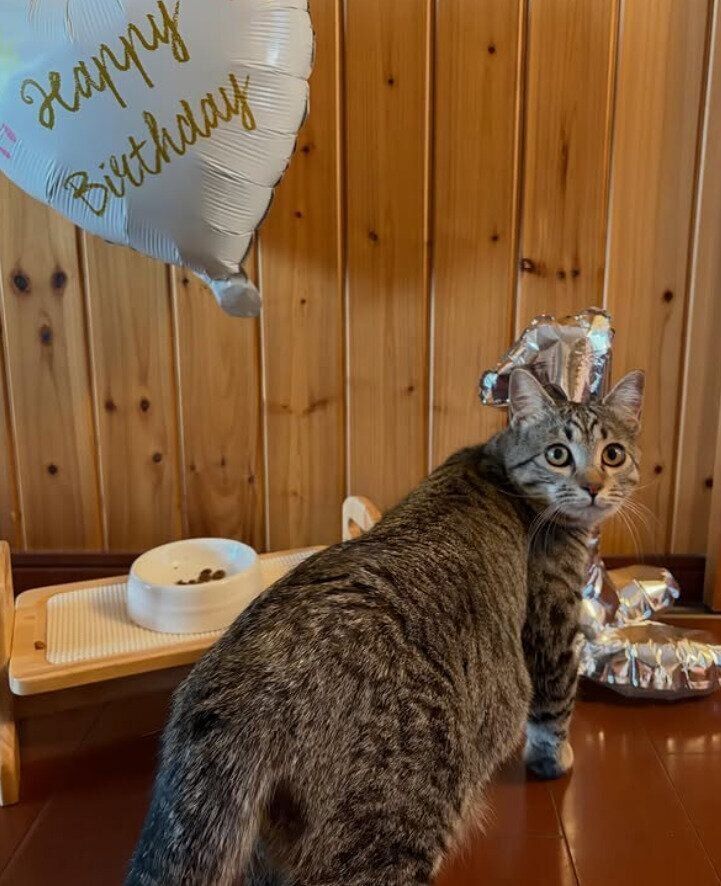1才の誕生日を迎えた猫