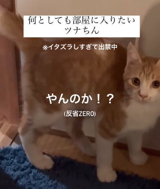「やんのかステップ」で部屋に入るツナくん