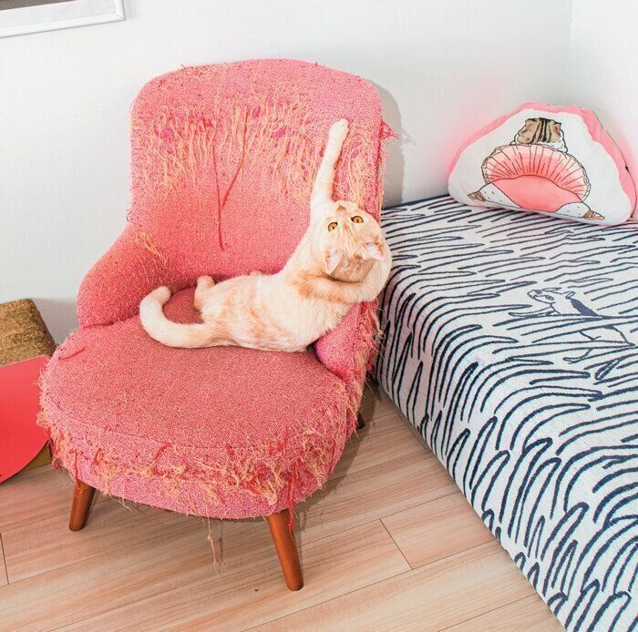 ソファで爪とぎをする猫