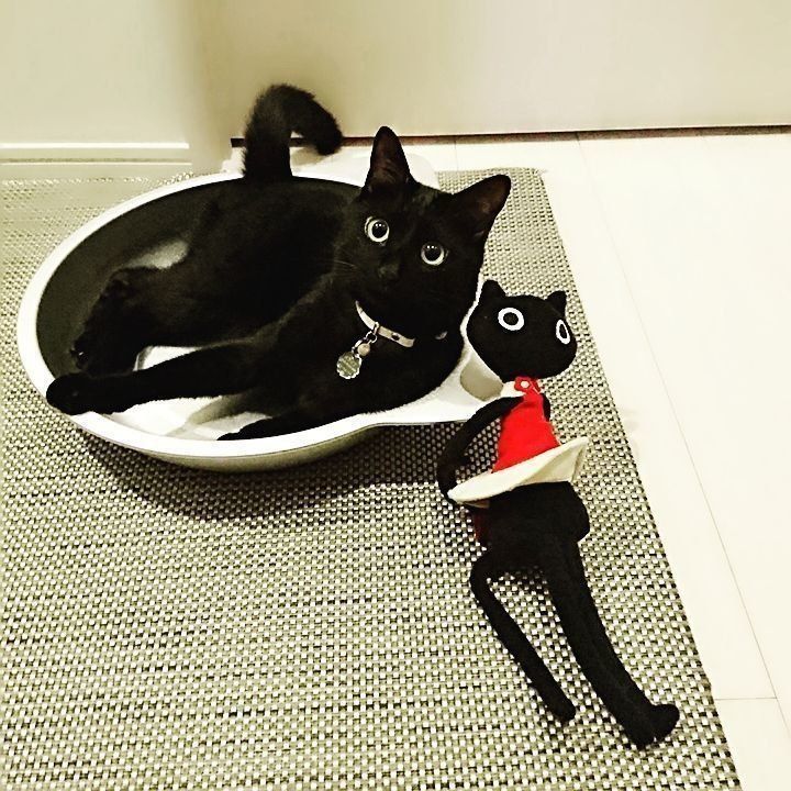 ねこ鍋とぬいぐるみ