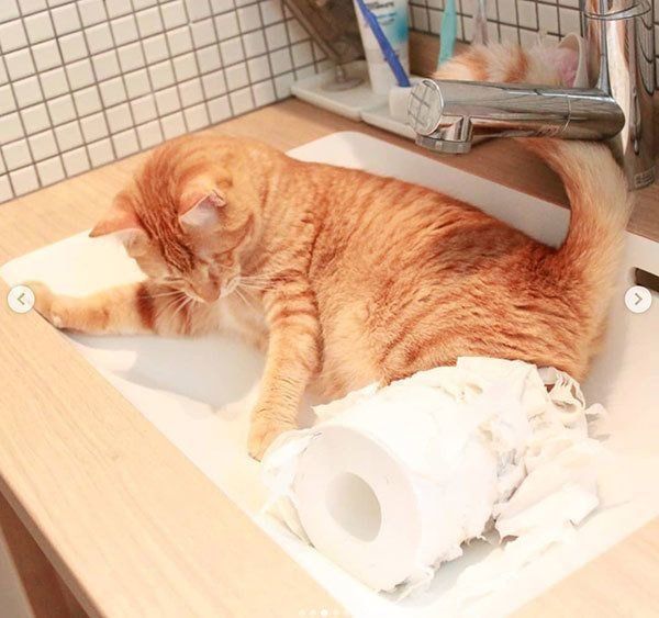 元保護猫・みちるちゃん