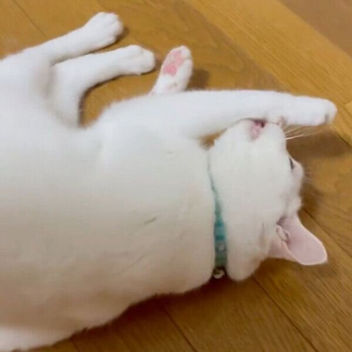 飼い主さんにクルクル回されても 全く動じない マイペースすぎる猫 が可愛い ねこのきもちweb Magazine 飼い主さんにクルクル回されても 全く動じない マイペースすぎる猫 が可愛い ねこのきもちweb Magazine