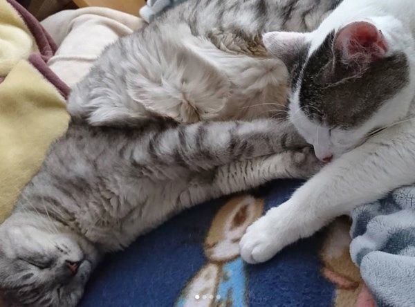 一緒に眠る猫
