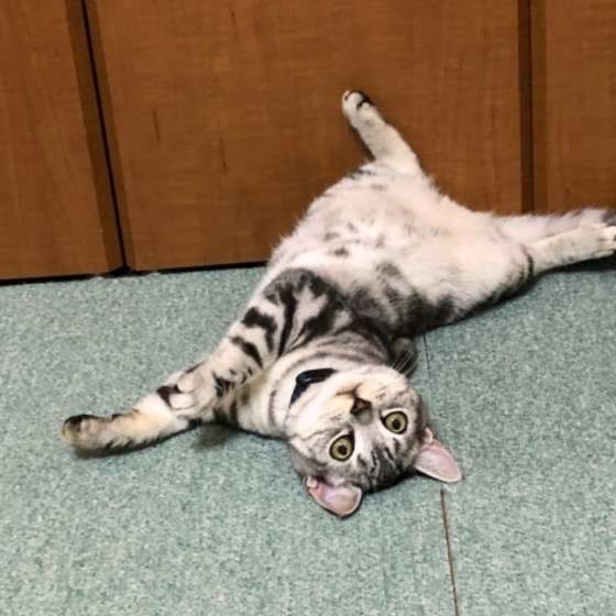 不思議なポーズをするアメリカンショートヘア