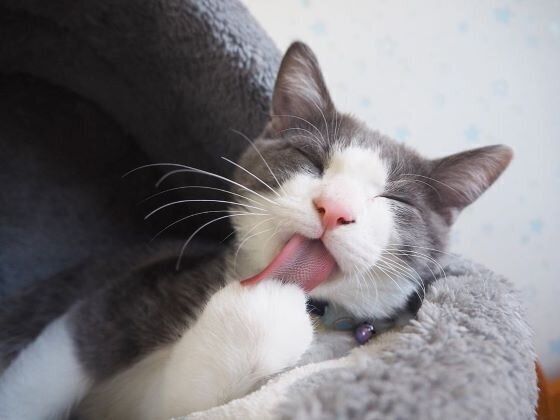 猫　毛づくろい maxresdefault.jpg