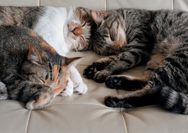 あなたと暮らす愛猫の世界には22の好きがあふれている