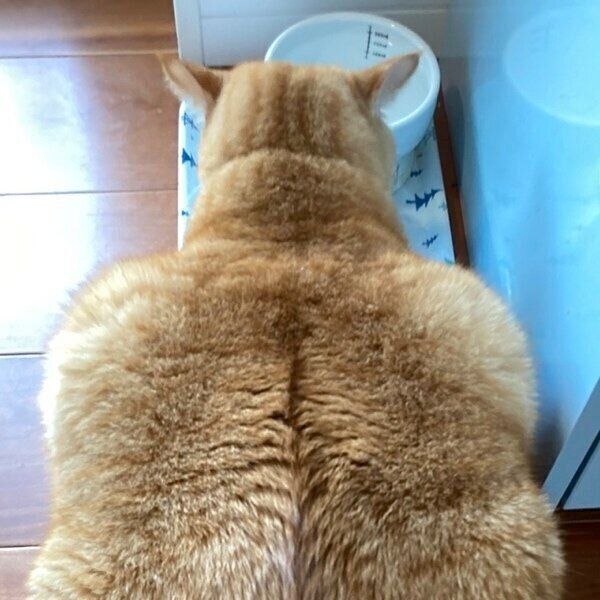 ムキムキに見えるすずくん