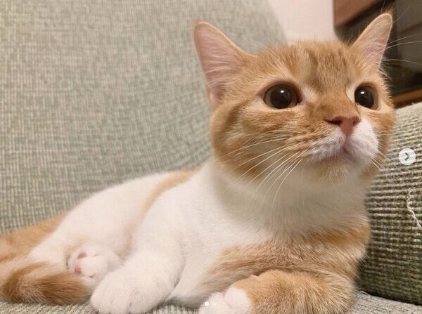 見つめるウニちゃん