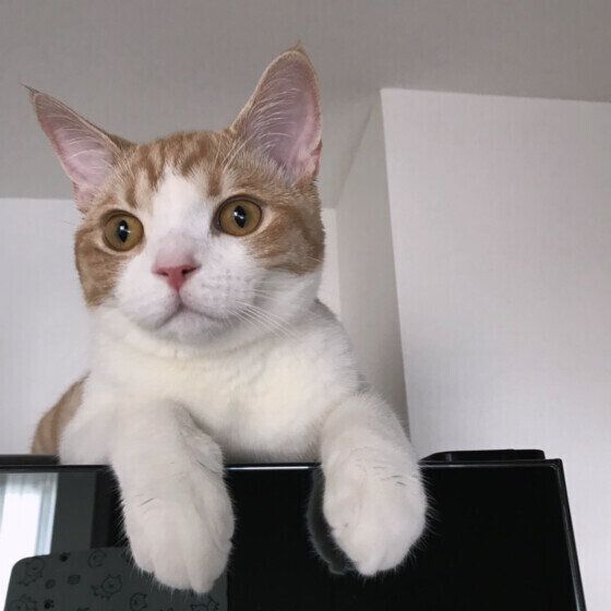 スコティッシュフォールドのルゥくん♪