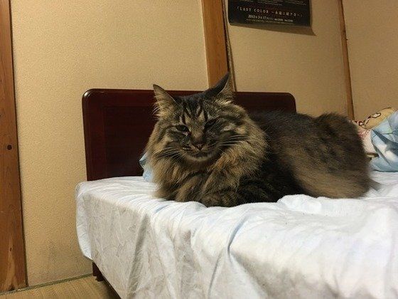 ベッドの上にいる猫