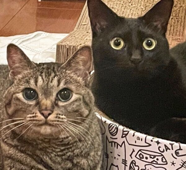 仲良しなロニーちゃん、アビーちゃん