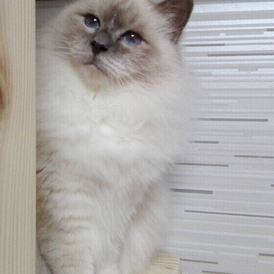 顔をのぞかせるバーマン