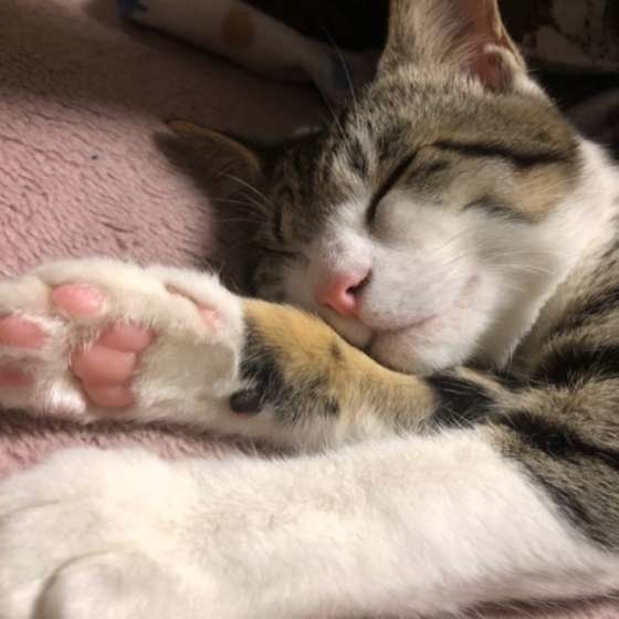 MIXキジトラのももちゃん