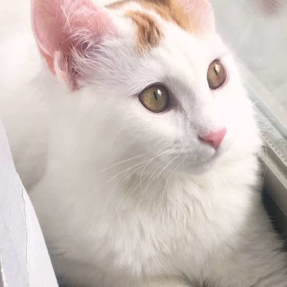 外を気にするメインクーン