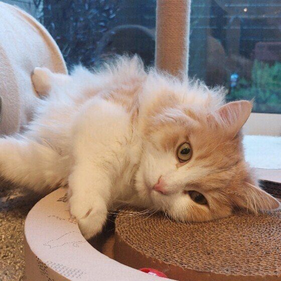 窓辺で寝るマンチカン・ロングヘア