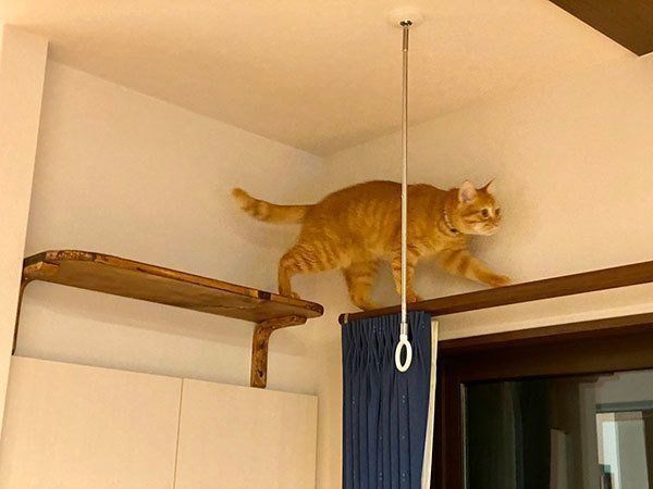 キャットウォークを歩くホップちゃん