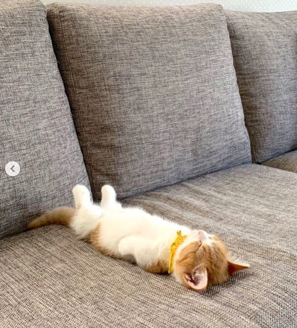 ヘソ天するマンチカン