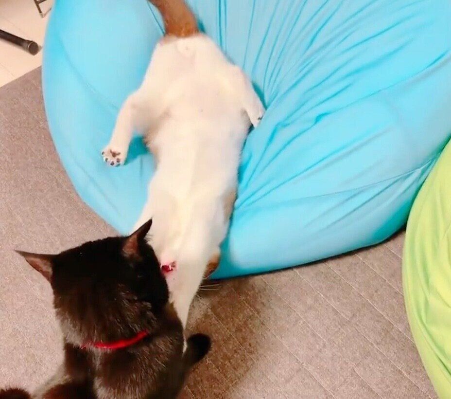 じゃれ合うぽんちゃんとクロロ教官