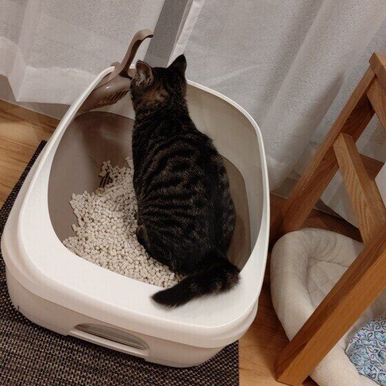 トイレをする猫