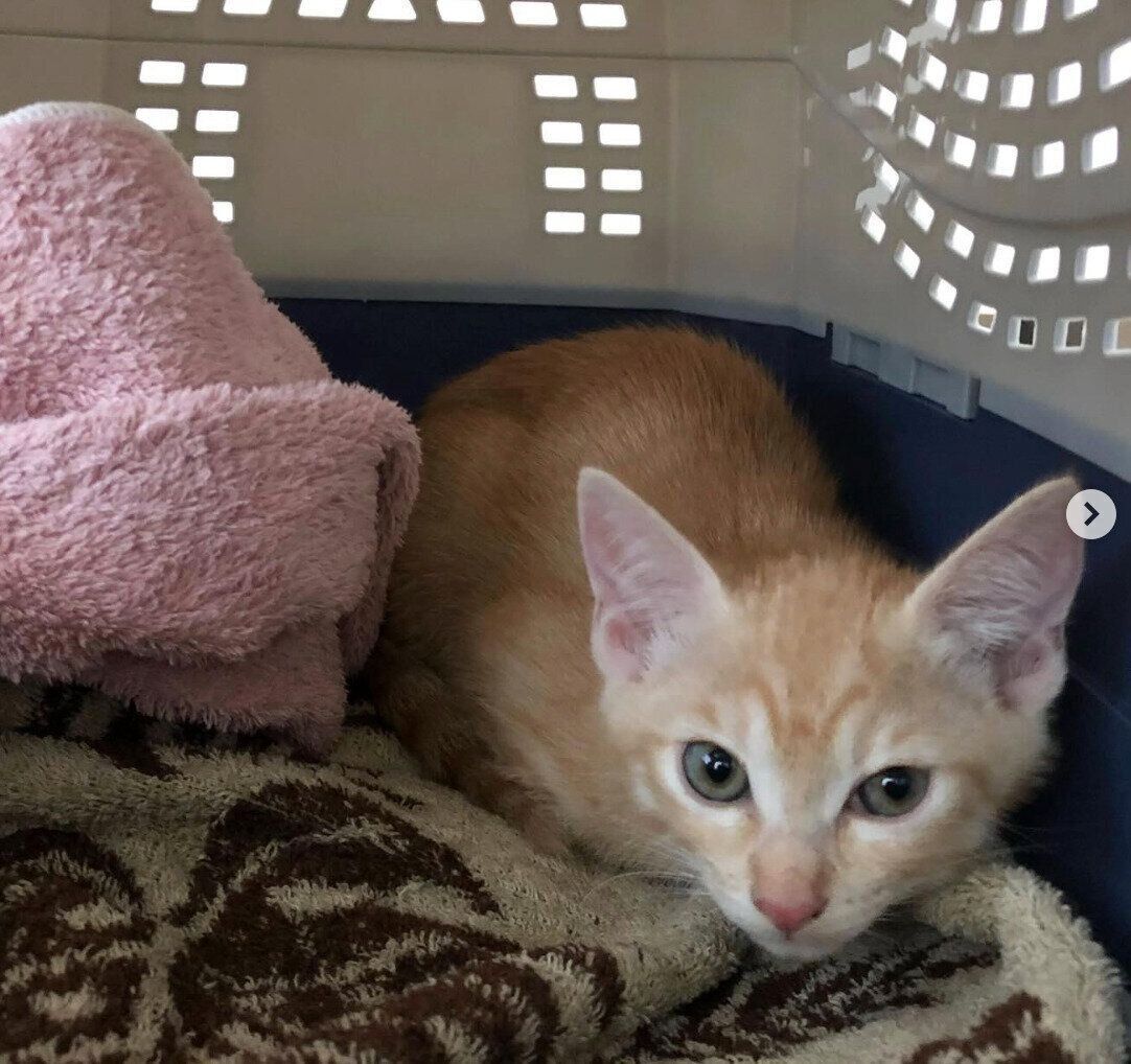 お迎え初日のぽっけくん