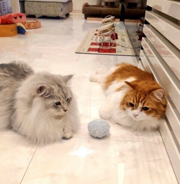 おもちゃを見つめるハッピーくん、アルジャンくん