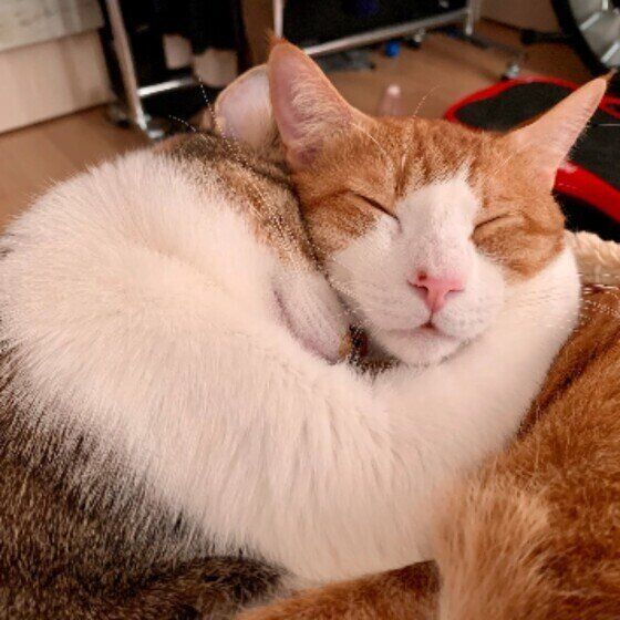 タルトくん（MIX）