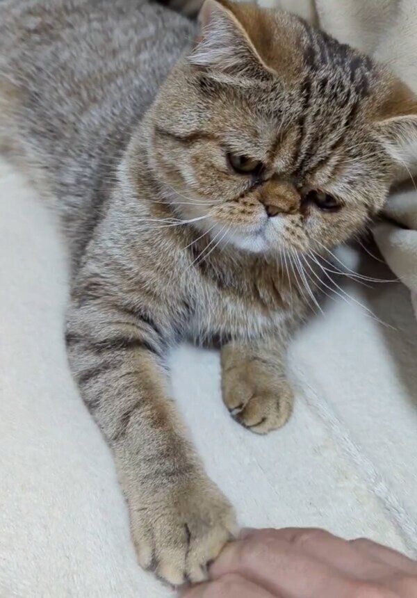 飼い主さんよりも前足を上に置きたいあげたくん