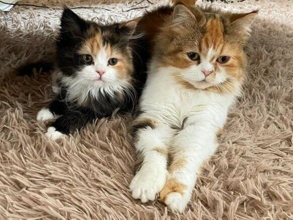 パセリちゃんとミカンちゃん