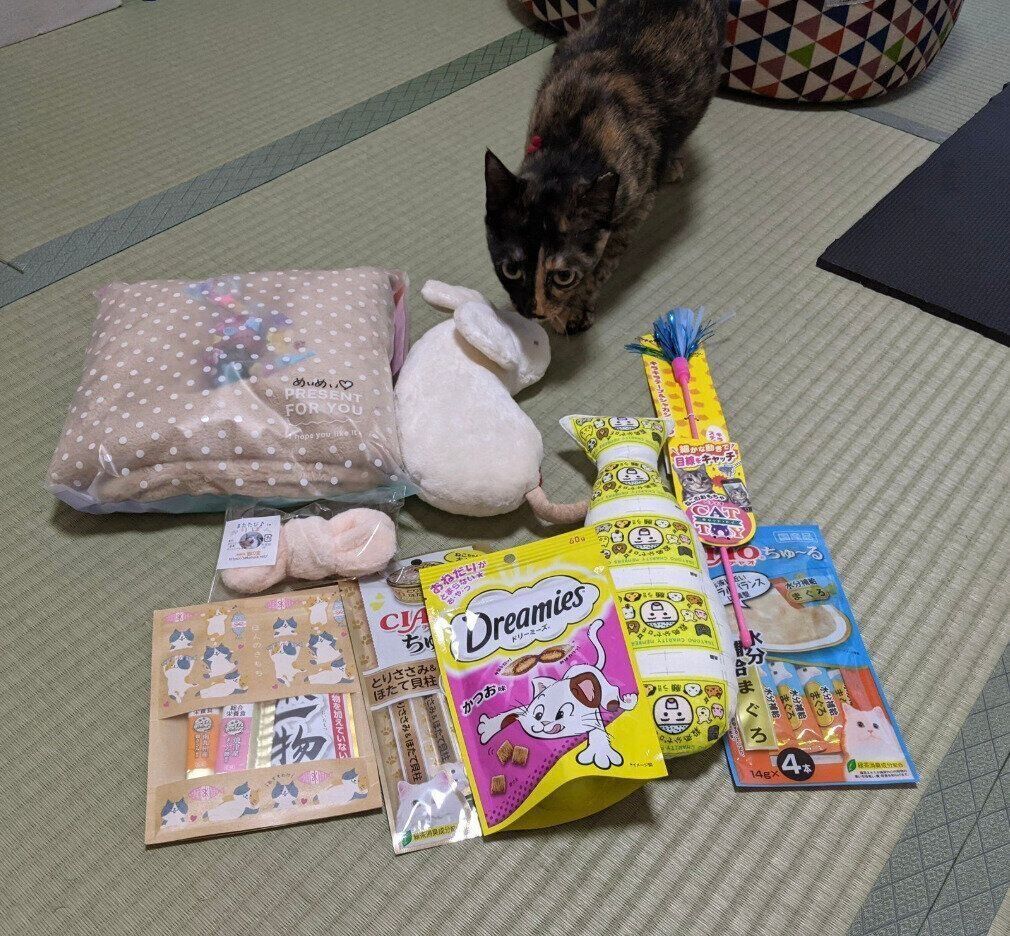 保護猫カフェのお客さんからいただいた“嫁入り道具”を前に、早くもリラックスの様子のめいめいちゃん