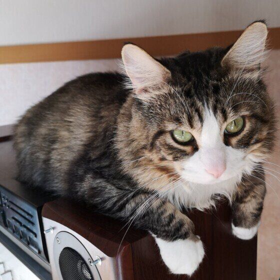 メインクーンの銀次郎ちゃん