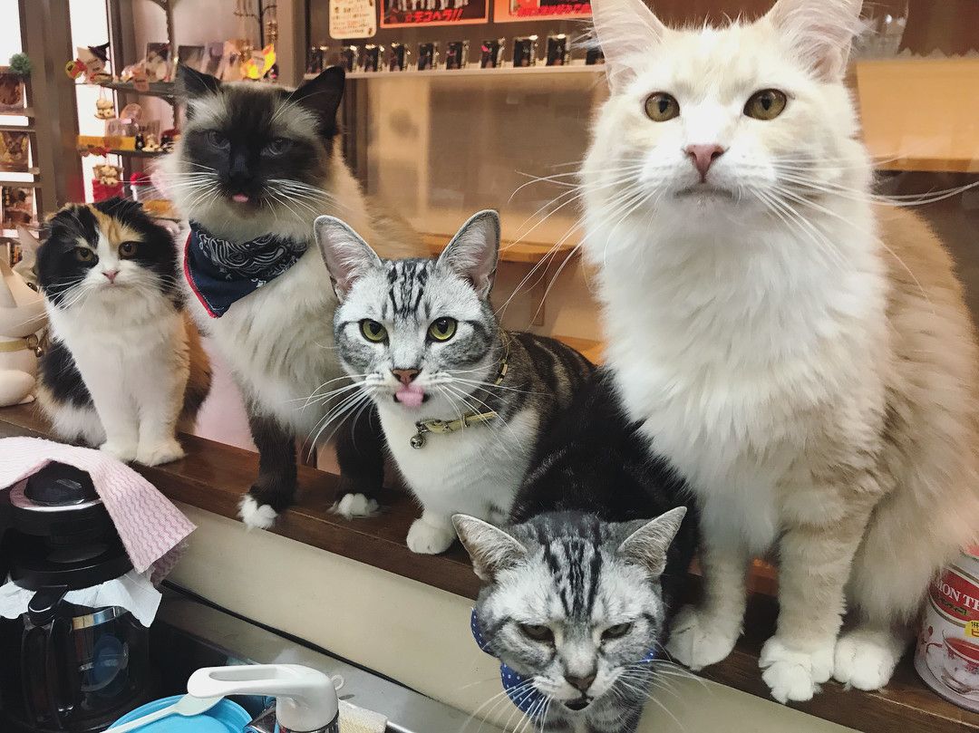 猫カフェの猫たち
