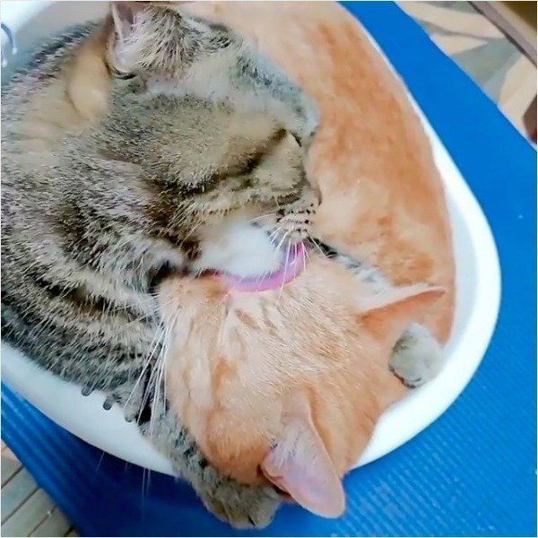 桶ドンニャンズ